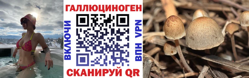 купить   Ипатово  Псилоцибиновые грибы ЛСД 